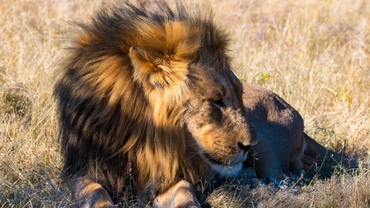 Namibia - Löwe - Etosha Canva